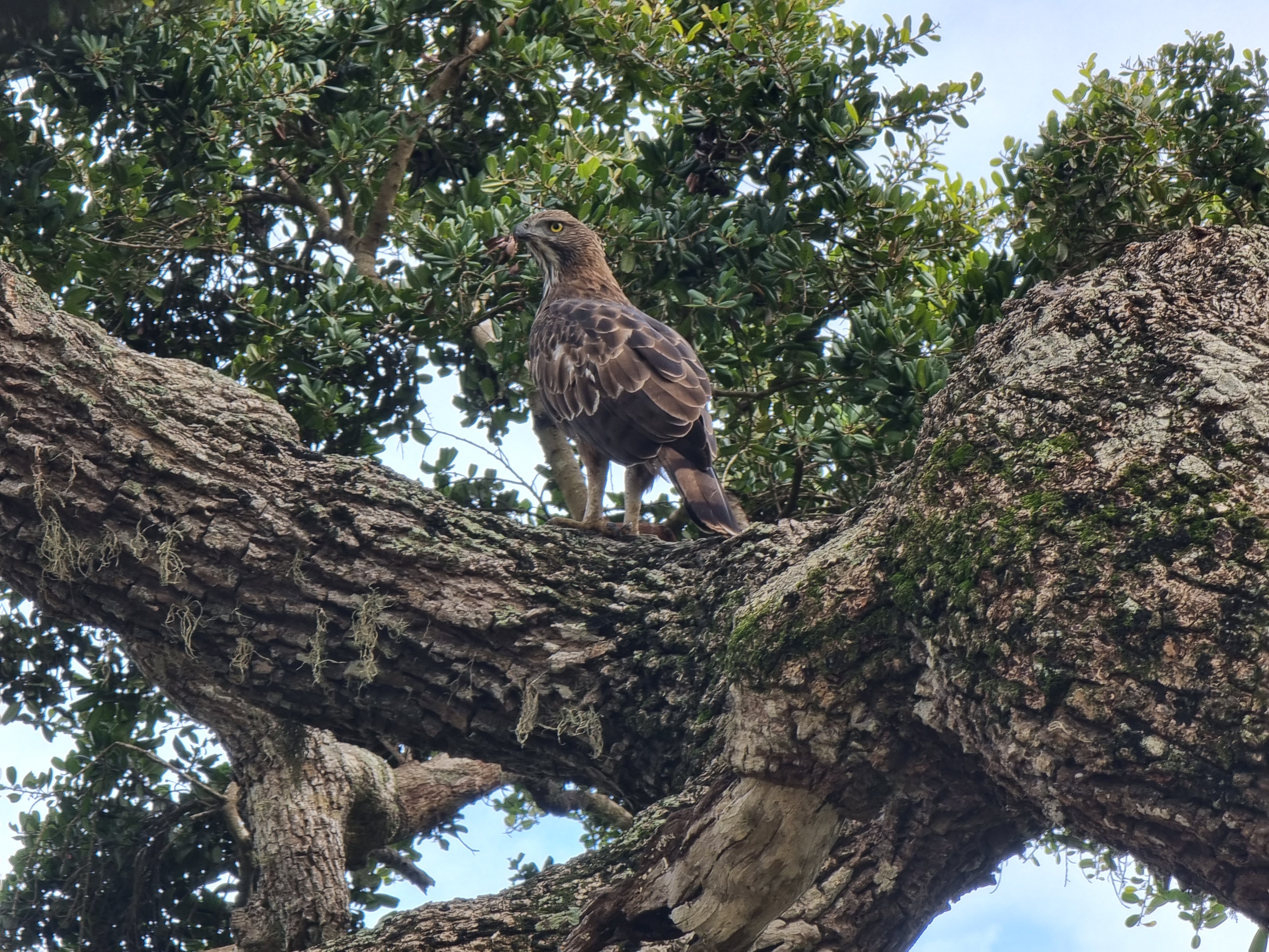 Bird-watching safari in Sri Lanka