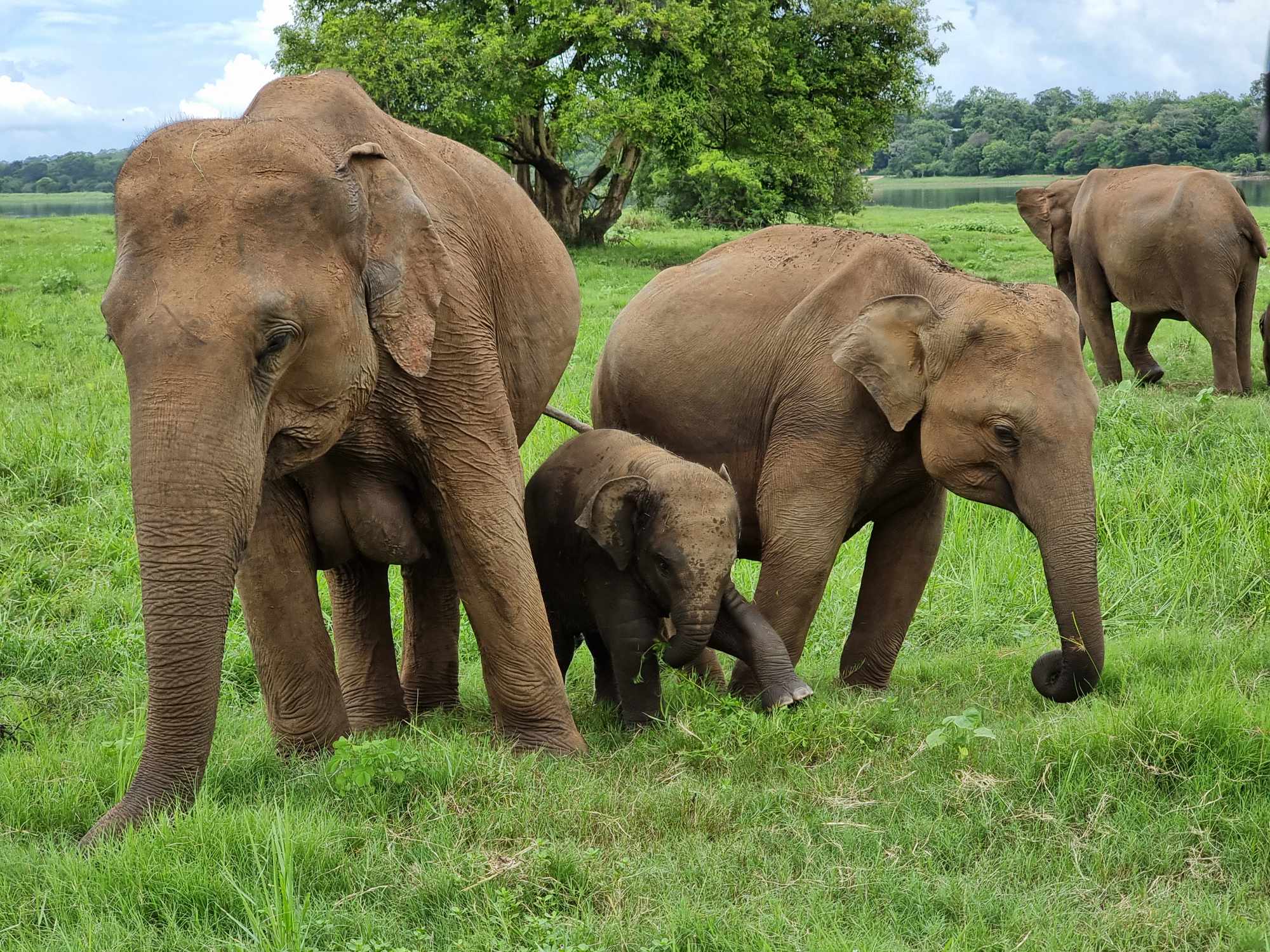 Elephants grazing during safari in Sri Lanka