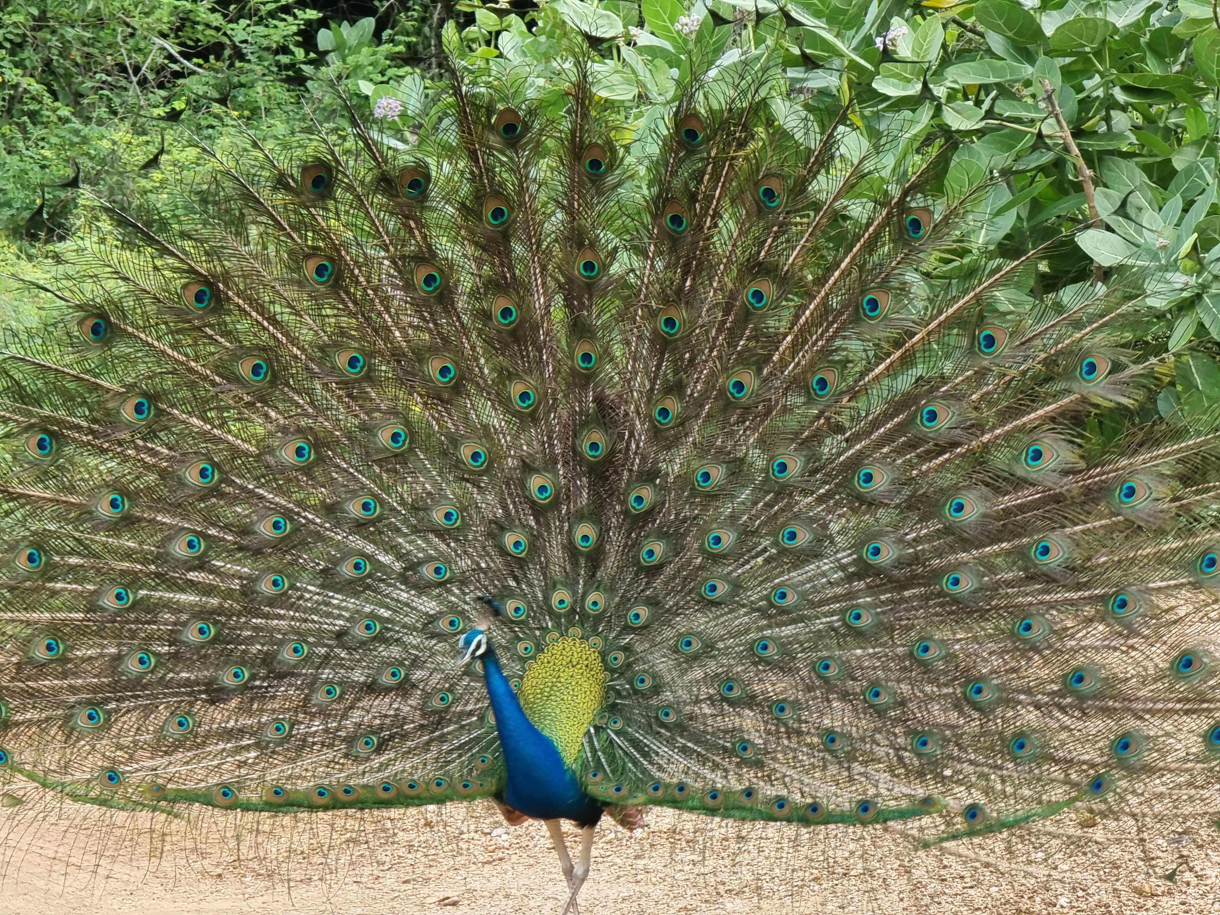 Peacock in the garden of Lion Shade Bungalow