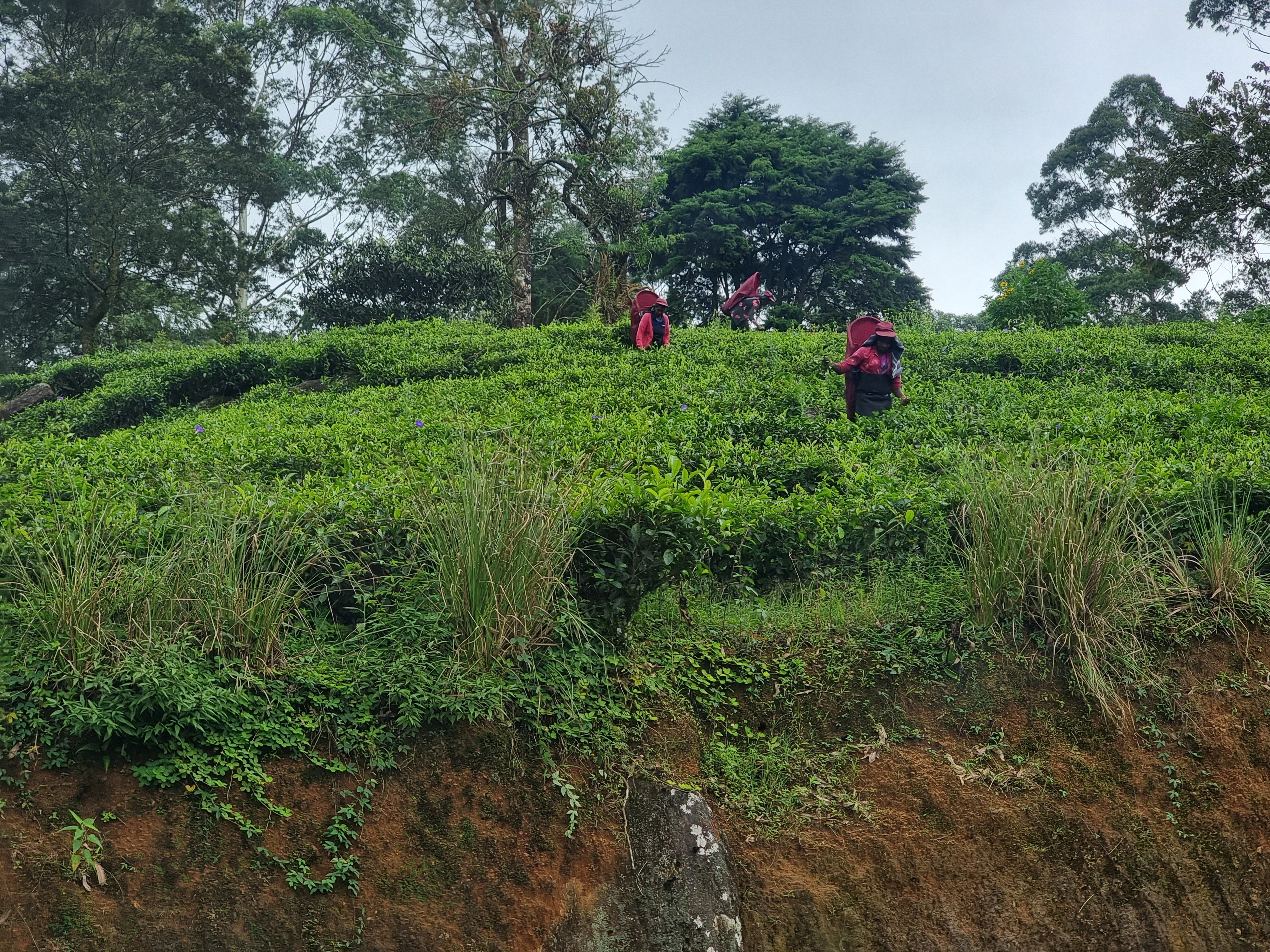 Guided tour of tea plantations in Sri Lanka