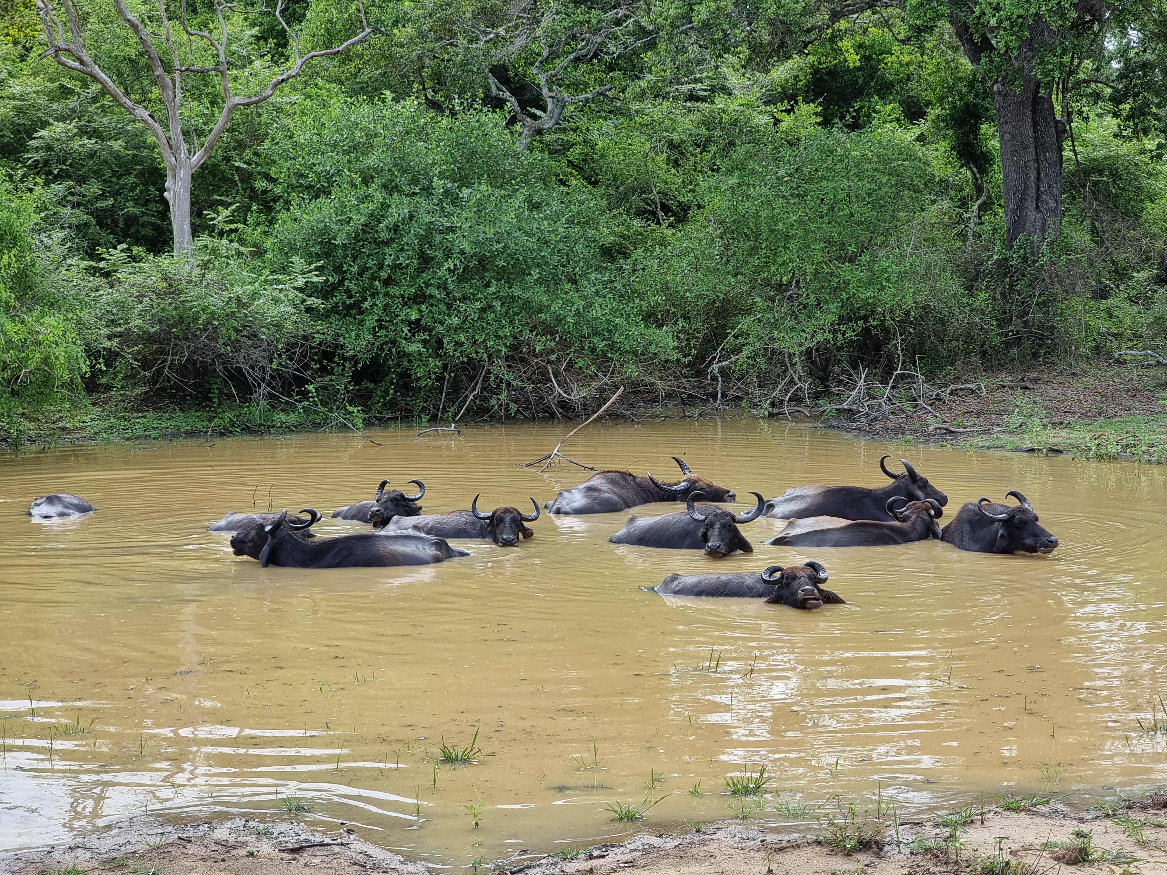Safari experience in Sri Lanka