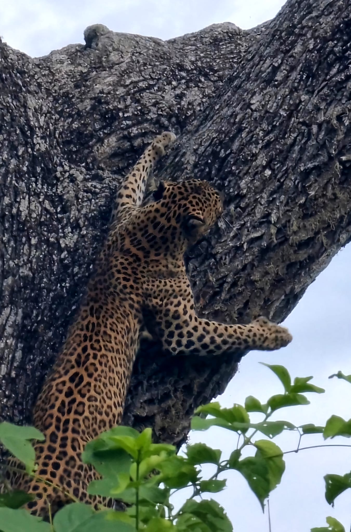 Leopard spotted on wildlife tour in Sri Lanka